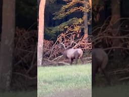 Giant Elk bugling PA￼