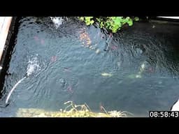 Rossmann Koi Group - live 24/7/365 fish camera