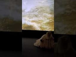 Esto es parte de la exposición del #museojumex del #artista #clotildejimenez #shortsvideo