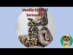 Breeding Ball Pythons; Vanilla Crystal, seriously???