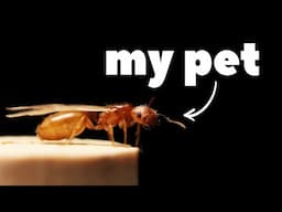 How I Saved My Pet Ants From A Crisis