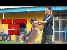 Belgian Malinois Puppys | Things to Know Before Buying a Puppy | Avoid Scams & Fake Sellers #2024