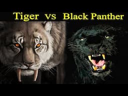 বাঘ ও ব্ল্যাক পেন্থারের লড়াইয়ে কে জিতবে ? Tiger vs Black Panther, Who Will Win? Aschorjo - দর্শন