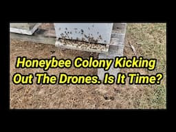 Honeybee Colony Kicking Out The Drones. Is It Time?