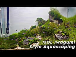 Step by Step Aquascaping Tutorial (150L Iwagumi Scape)