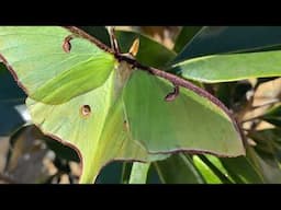 Luna moth Butterfly in the beautiful morning Nature