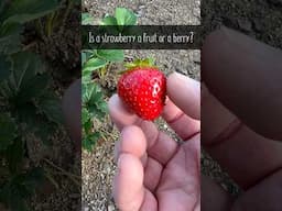 Strawberries aren't what you think...