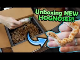 Unboxing New Hognose Snakes! (new morph projects!)