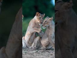 When lions get playful it’s always fun to watch. #lions #wildlife