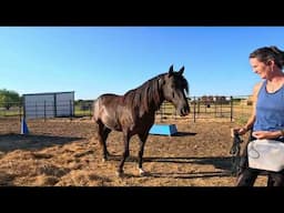 halter training Swagger - positive reinforcement