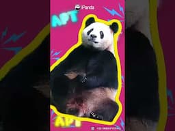 Pandas Dancing To APT!? Check Out Their Moves!  | iPanda #shorts