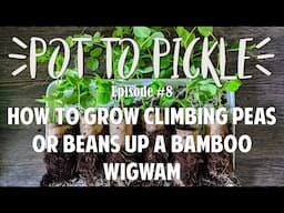 How To Grow Climbing Peas Or Beans Up Bamboo Wigwam 🌱 #PotToPickle​ Ep.8