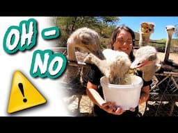 Our CRAZY OSTRICH farm experience || Lifestyle Episode 11