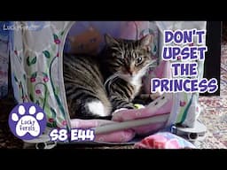 Cat Behaving Badly, Mail Time - Lucky Ferals S8 E44 - Cat Vlog With 11 Cats