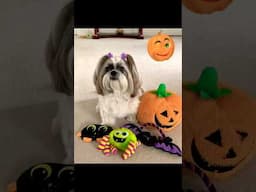 Shih Tzu Dog Has Adorable Halloween Toy Collection 🎃🕷️🦇 #shorts #shihtzu #halloween #youtubehighfive