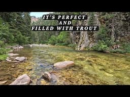 This Pristine Stream has 5 species of trout and one of the prettiest you'll ever see!