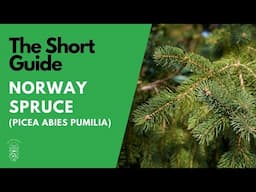 The Short Guide to the Norway Spruce (Picea Abies 'Pumila')