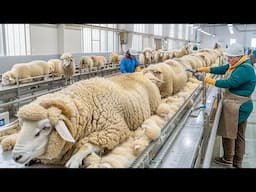 Million Of Sheep Raising Farm - Sheep Wool Processing Factory - Deer Antler Harvest & Processing