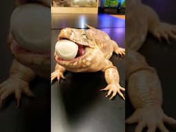 Red Tegu Lizard, Salvador, crushes and swallows whole egg