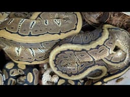 Trouble Identifying These Ball Pythons Who Just Hatched