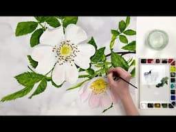 How to paint a wild rose in watercolor