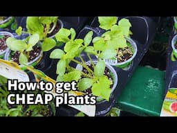 How to buy cheap plants at big box store Home Depot, Lowes.