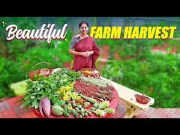 Farm harvest/ పండు గుండు మిరపకాయలు స్పెషల్ ఇవాళ  ​⁠@MADGARDENER