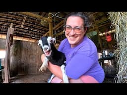 Our Homestead This Week: Goat Maintenance, Farmy Pizza & Tanning Hides