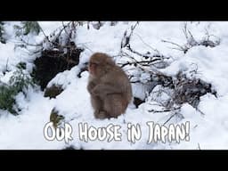 Rural Japan side quest: Snow Monkeys!