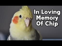 Cockatiel Amazing Tricks | In Memory Of Chip The Cockatiel