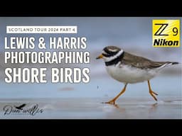 Scotland Tour part 4 - Hen Harriers and Shorebirds