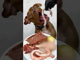 ASMR Dog eating raw foods #asmr