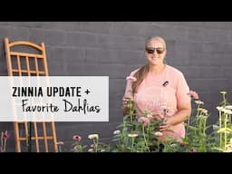 Zinnia Rejuvenation Update Plus My Favorite Dahlias : Sunshine and Flora Cut Flower Farm