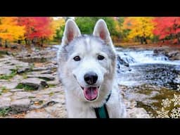 My Husky Adventures To the Apple Farm in the Fall Colors!