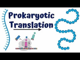 Translation (mRNA to Protein) animation