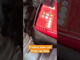 How to protect your car from Rat bite and small animals #hyundai #ratbite #carcare #i20active