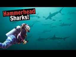 Diving in the Galapagos Islands | Hammerhead Sharks | Reef Sharks