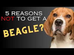 5 Reasons NOT to Get a Beagle - Dogs 101