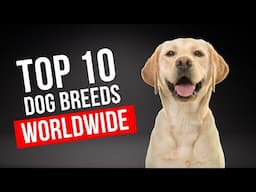 Top 10 Most Popular Dog Breeds Worldwide