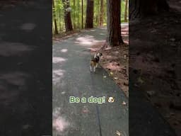 It's National Hiking Day! #puppies #dogwalking