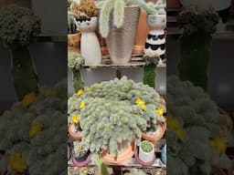 Rebutia Pulvinosa yellow flower | bikolanahardinera #shortvideo #cactus #cactusflower