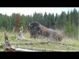 Wild Buffalo at Yellowstone National Park