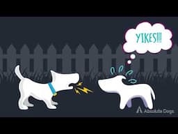 Naughty But Nice: Understanding Your Reactive Dog