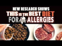 What's the best diet for dog allergies?