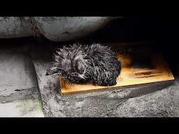 The homeless kitten, soaked in rain, huddled in a corner, shivering, lonely and helpless, ignored.