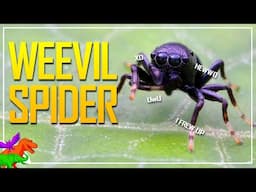 The Spiders That Became Weevils – Dancing Pill Spiders!