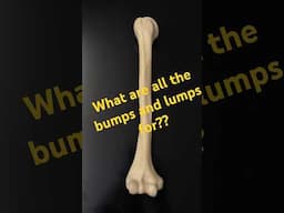 Why so lumpy? #humananatomy #skeleton