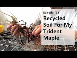 Episode 123, Recycled Soil For My Trident Maple, Initial Root Pruning And Repot