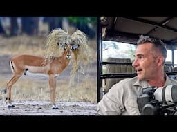 Best LION and WILDLIFE SAFARI - I've Never Seen This Before! | The Lion Whisperer