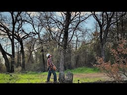 Cutting Oaks on our Texas Homestead - Husqvarna 550xp Mark 2